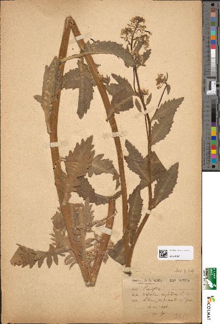 spécimen de Nasturtium amphibium