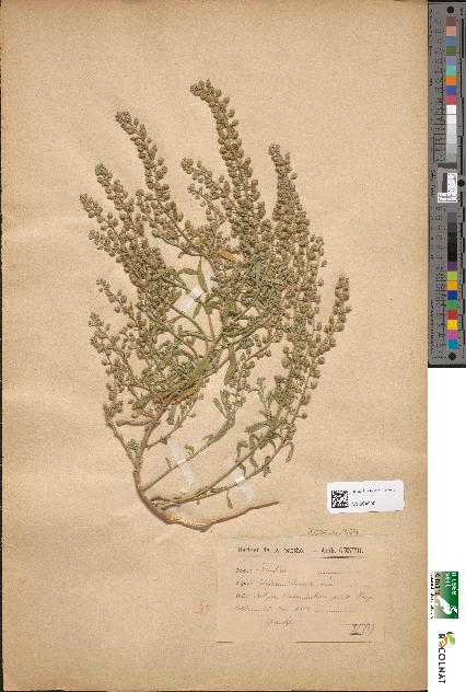 spécimen de Alyssum calycinum