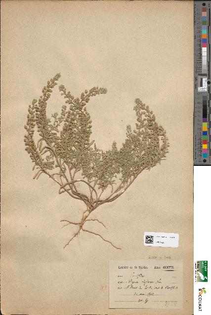 spécimen de Alyssum calycinum
