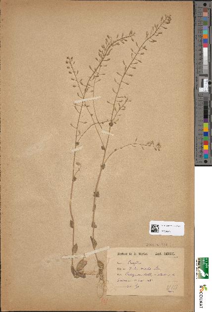 spécimen de Draba muralis