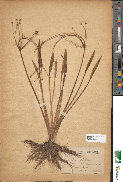 spécimen de Alisma ranunculoides