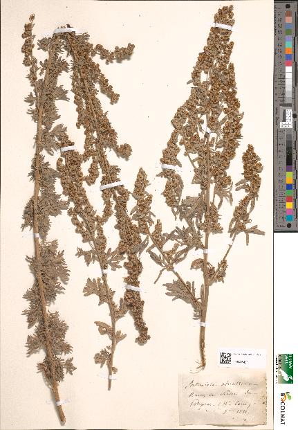 spécimen de Artemisia absinthium