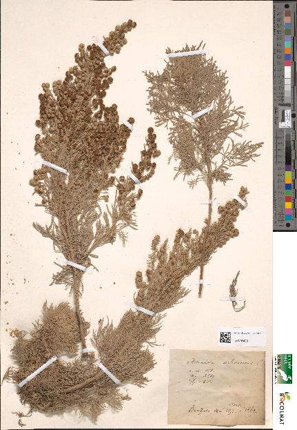 spécimen de Artemisia arborescens