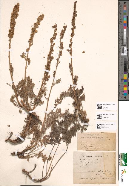 spécimen de Artemisia tanacetifolia