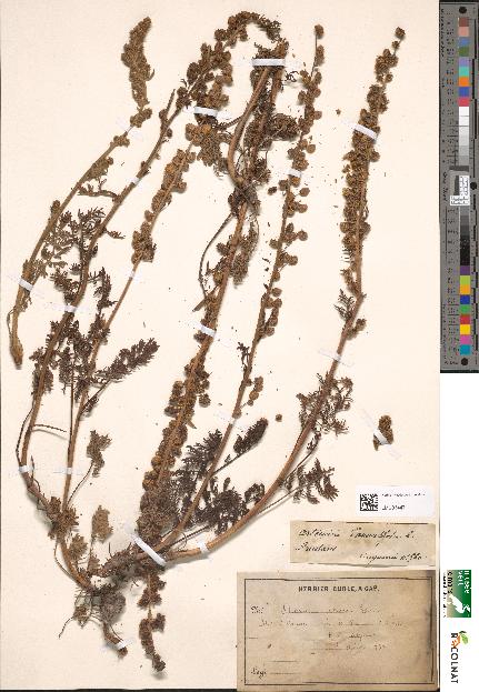 spécimen de Artemisia tanacetifolia