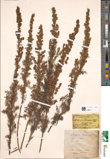 spécimen de Artemisia chamaemelifolia