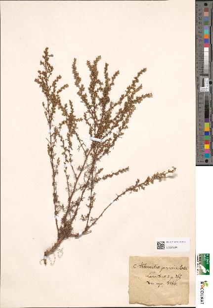 spécimen de Artemisia paniculata