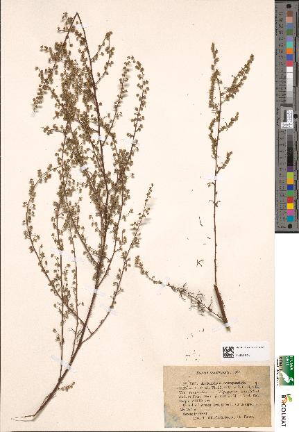 spécimen de Artemisia campestris