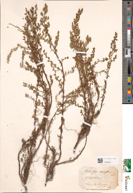 spécimen de Artemisia campestris