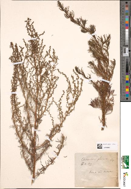 spécimen de Artemisia glutinosa