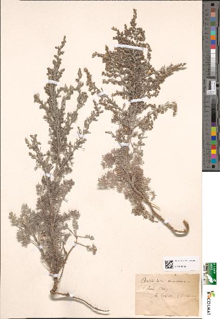 spécimen de Artemisia maritima