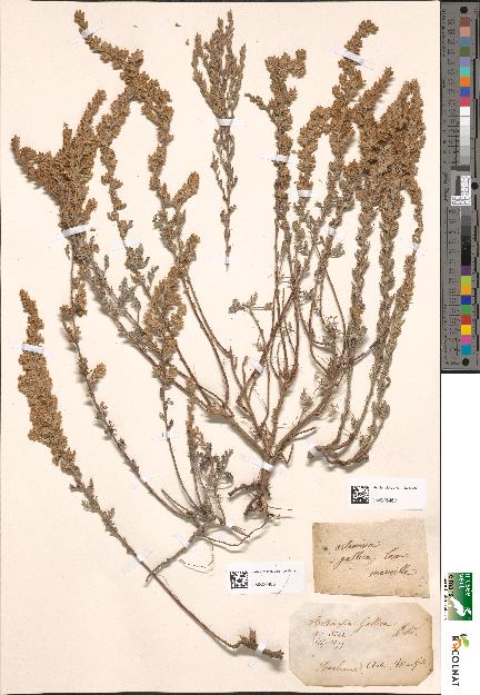 spécimen de Artemisia gallica