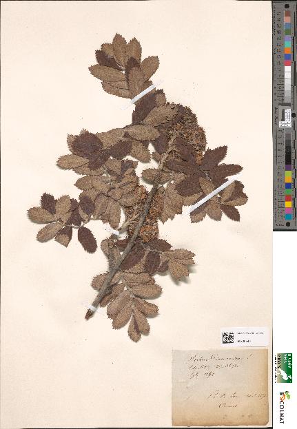 spécimen de Sorbus domestica