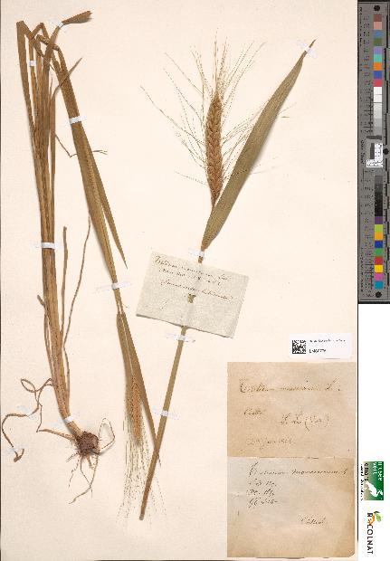 spécimen de Triticum monococcum