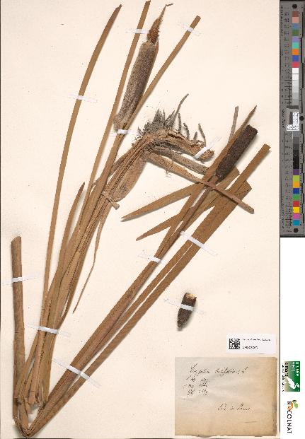 spécimen de Typha latifolia