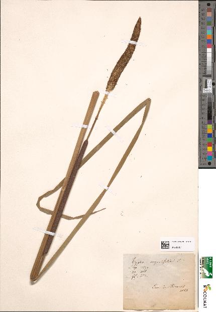 spécimen de Typha angustifolia