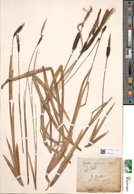 spécimen de Typha minima