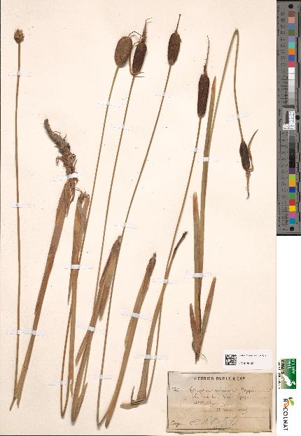 spécimen de Typha minima