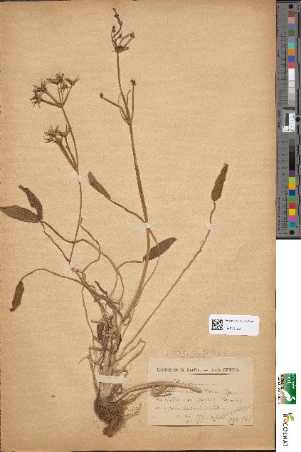 spécimen de Damasonium stellatum