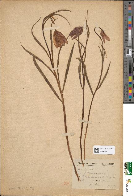 spécimen de Fritillaria meleagris