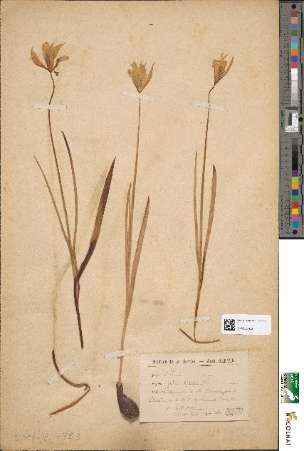 spécimen de Tulipa sylvestris