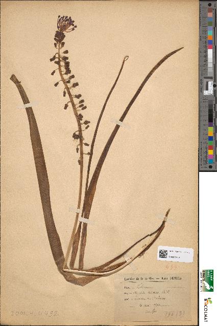 spécimen de Muscari comosum