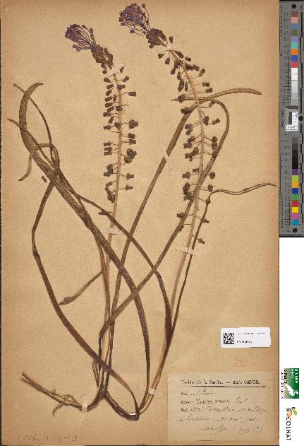 spécimen de Muscari comosum