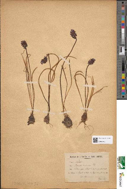 spécimen de Muscari racemosum