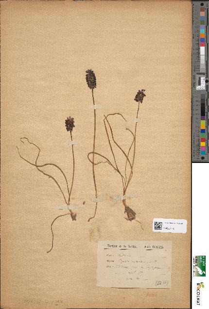 spécimen de Muscari racemosum