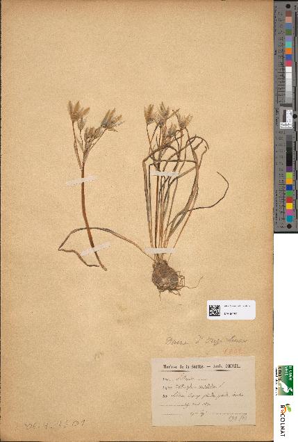 spécimen de Ornithogalum umbellatum