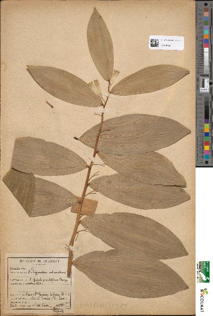 spécimen de Polygonatum multiflorum