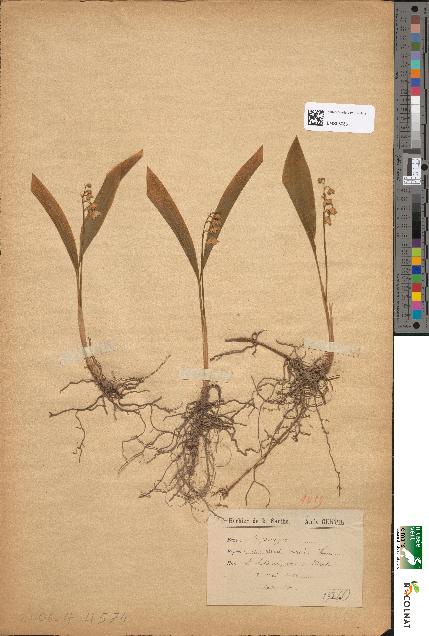 spécimen de Convallaria majalis