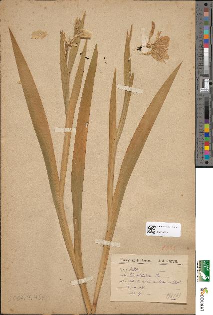 spécimen de Iris foetidissima