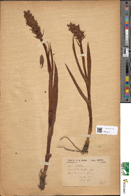 spécimen de Orchis latifolia