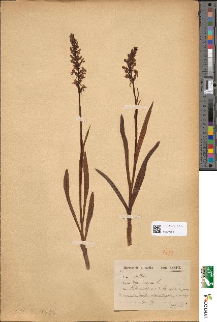 spécimen de Orchis conopsea