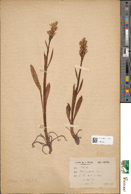 spécimen de Orchis sambucina