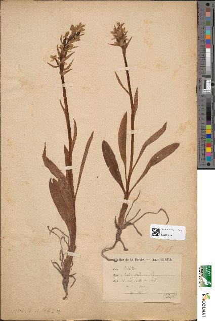 spécimen de Orchis sambucina