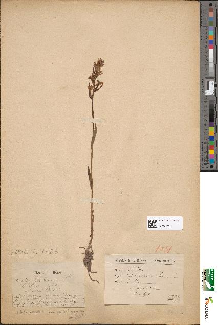 spécimen de Orchis sambucina