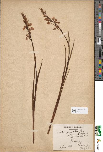spécimen de Orchis laxiflora