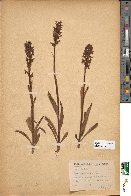 spécimen de Orchis coriophora