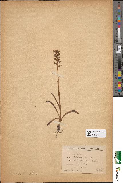 spécimen de Orchis coriophora