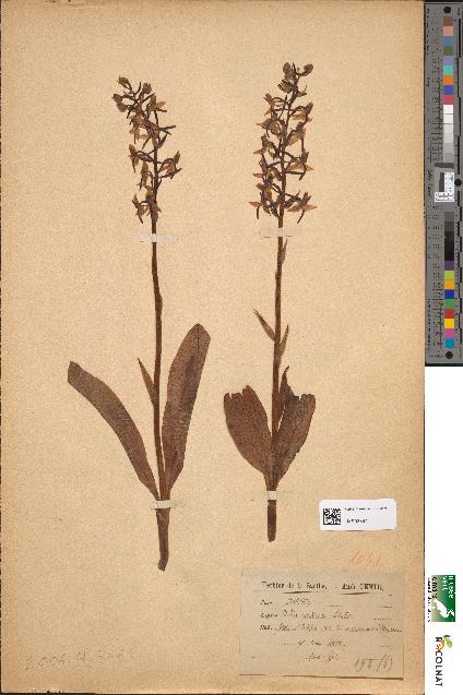 spécimen de Orchis montana