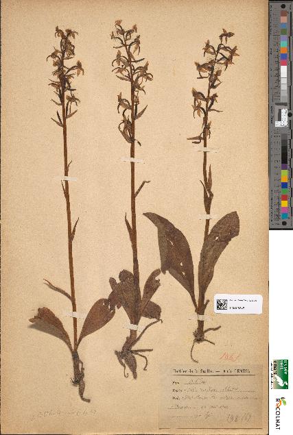 spécimen de Orchis montana