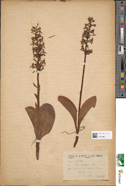 spécimen de Orchis montana