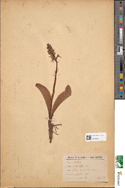 spécimen de Orchis bifolia