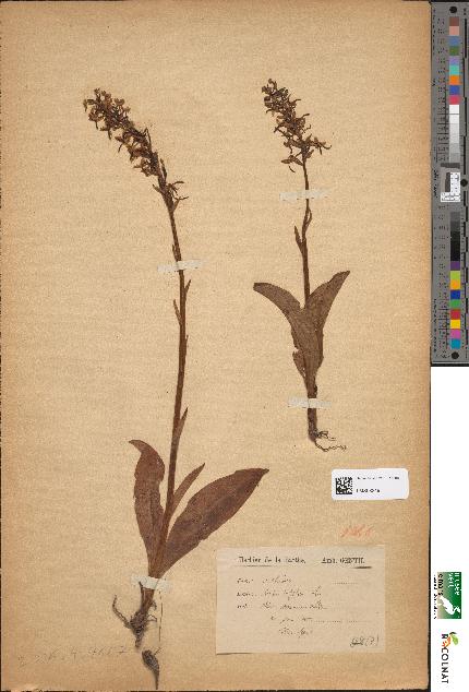 spécimen de Orchis bifolia
