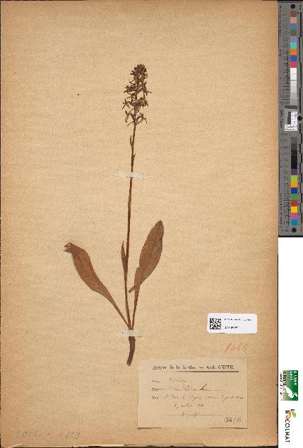 spécimen de Orchis bifolia