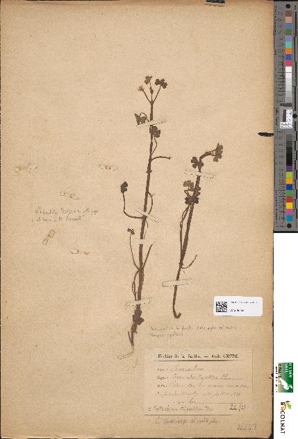 spécimen de Ranunculus tripartitus