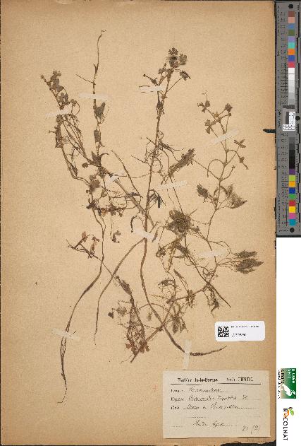 spécimen de Ranunculus tripartitus