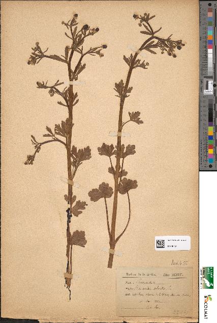 spécimen de Ranunculus sceleratus